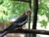 pekin-quality-bird-adoption-service-5ed3dcfb0f84a.jpg