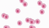 transparent-background-flowers.gif