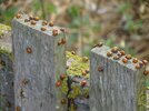 2026 PC Ladybirds V.jpg