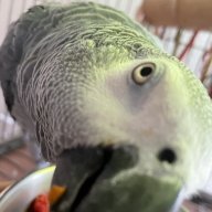 NelBird