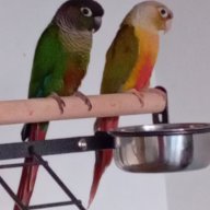 conurejoe