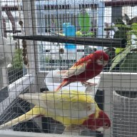 dhimiterprifti