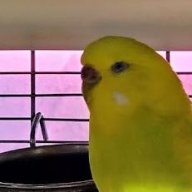 budgiebudgiebudgie