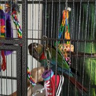 conure1