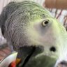 NelBird