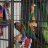 conure1