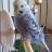 BirbMumther