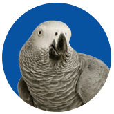 www.parrot-supplies.co.uk